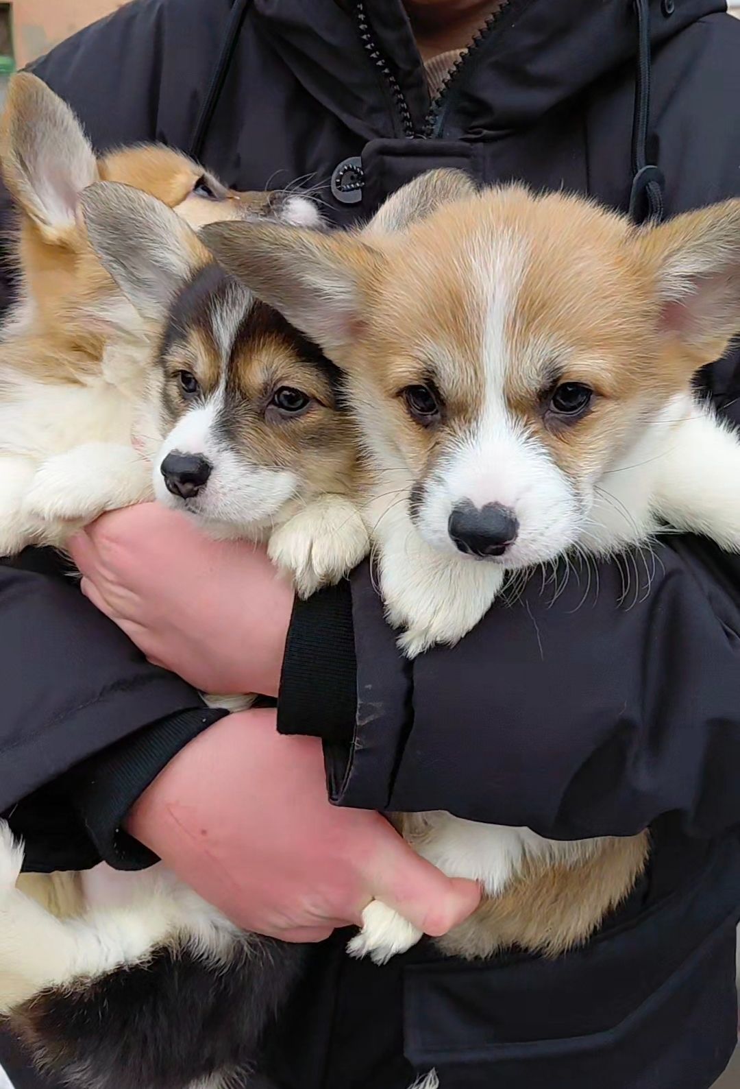 Малыши коргуши