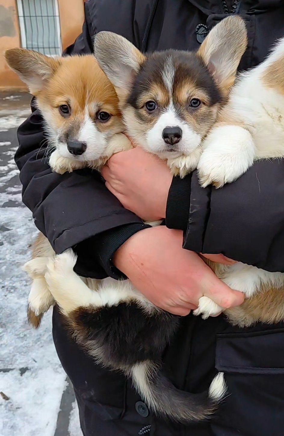 Малыши коргуши