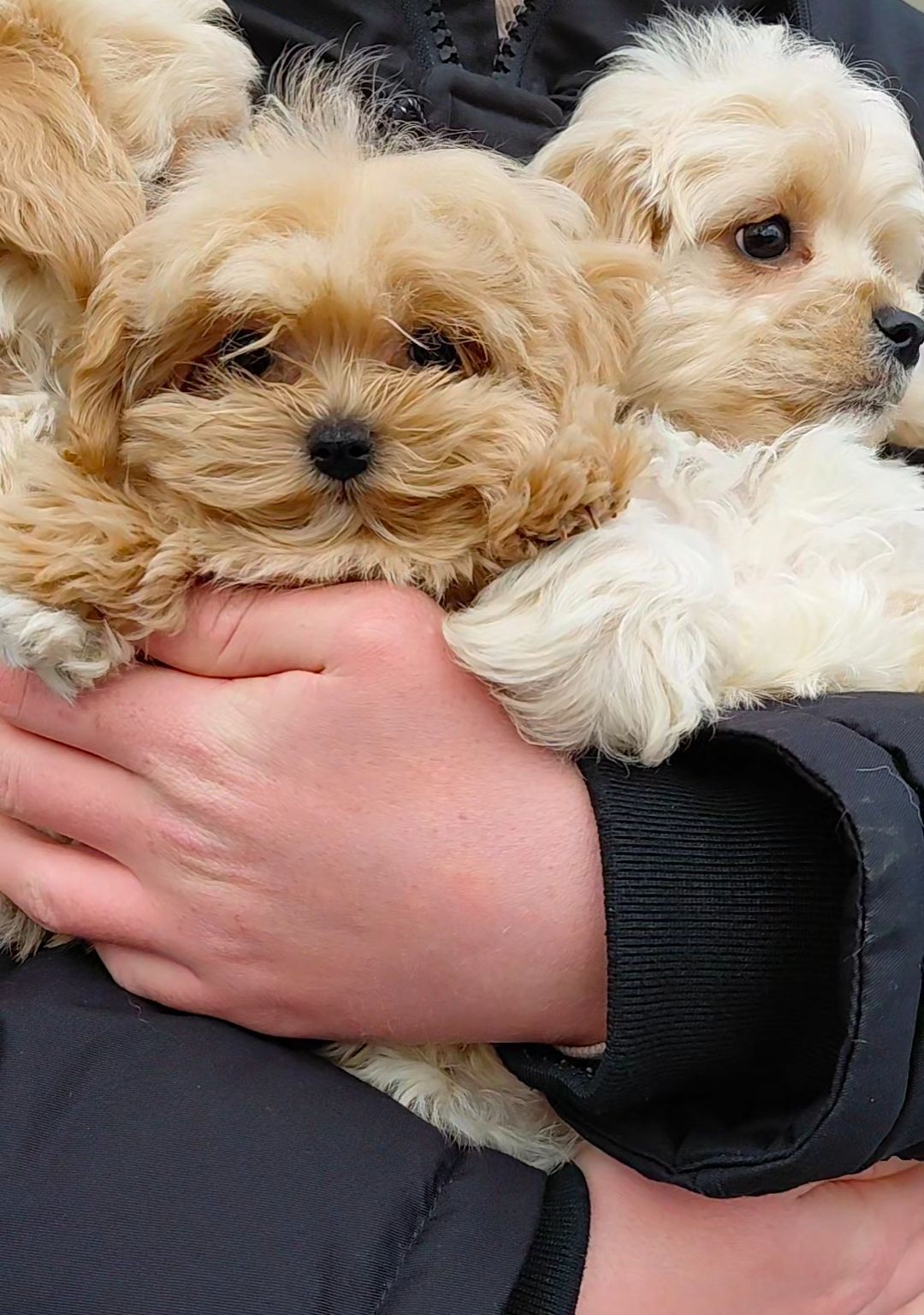 Малыши мальтипушки