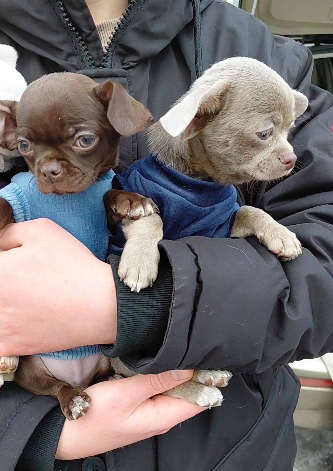 Мальчишки чихуашки