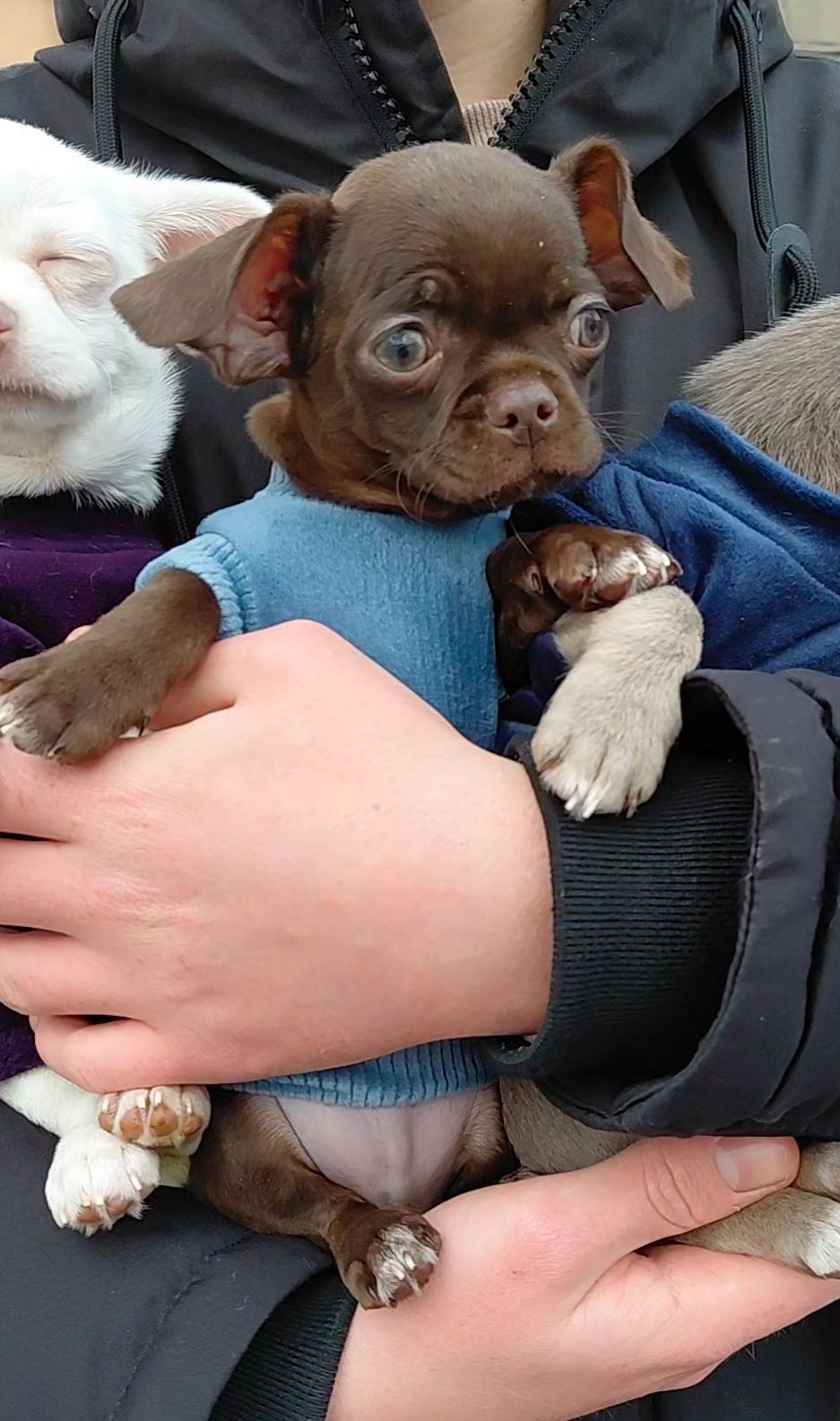 Мальчишки чихуашки