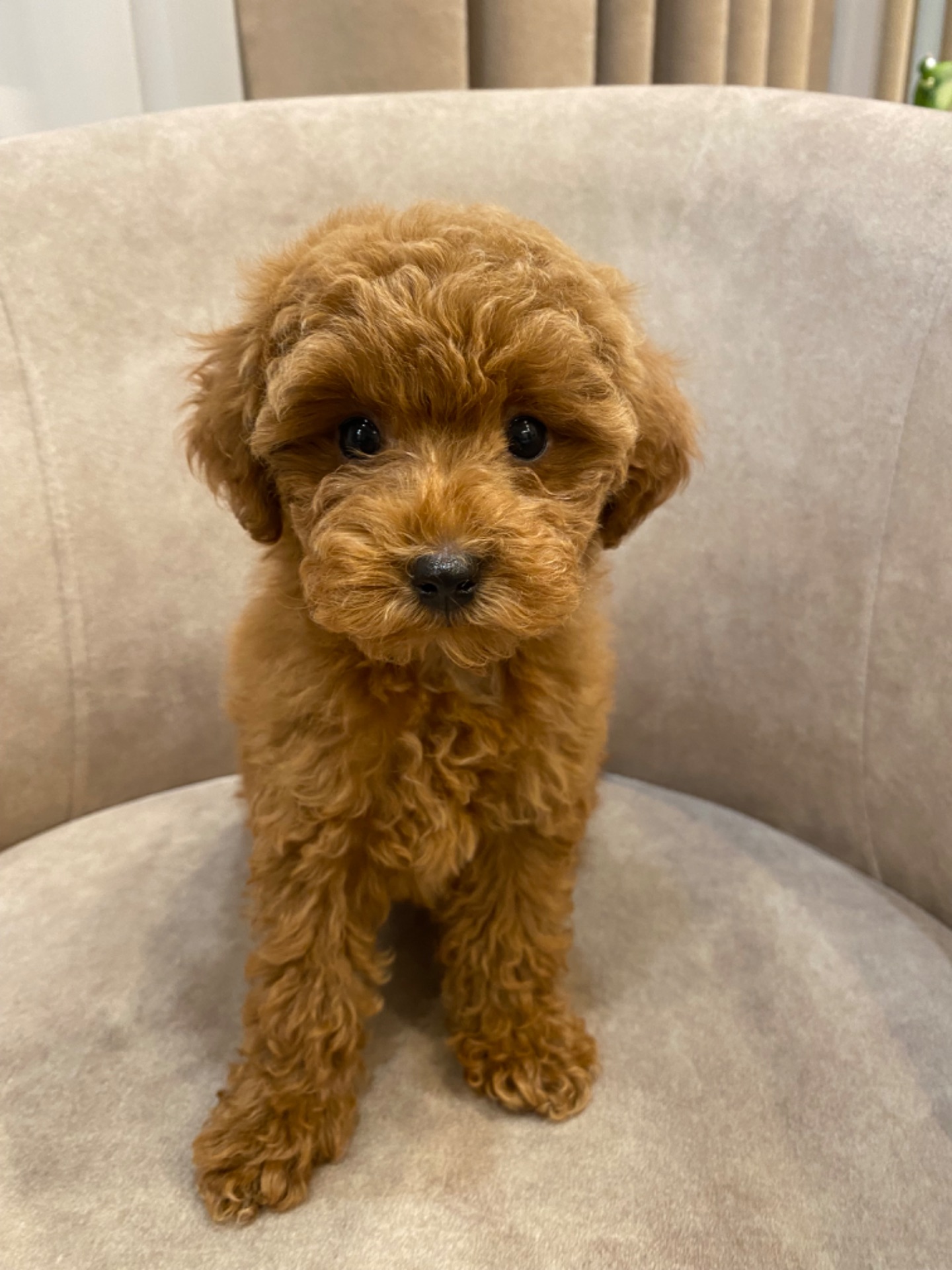 Цуценята той пуделя