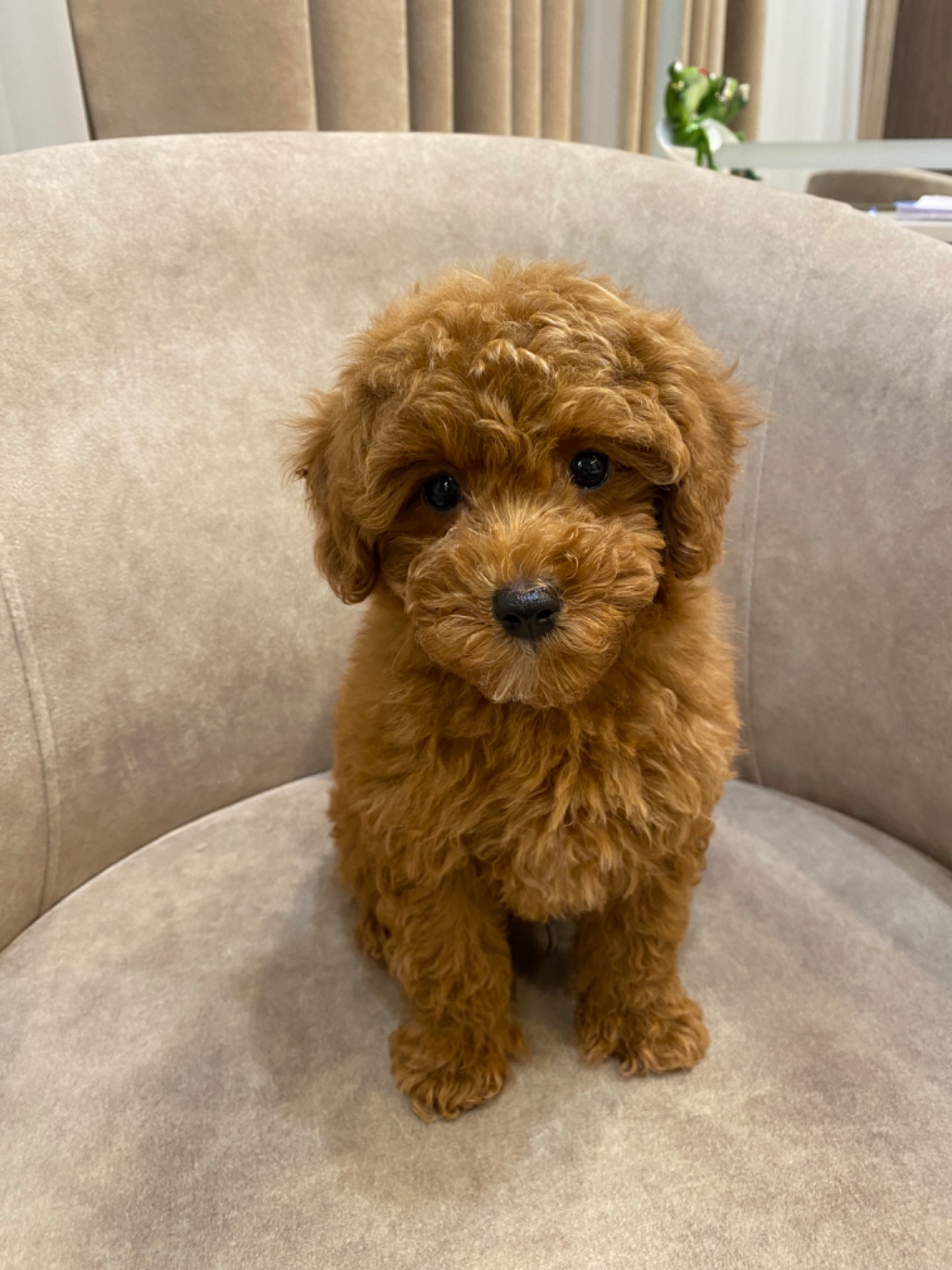 Цуценята той пуделя