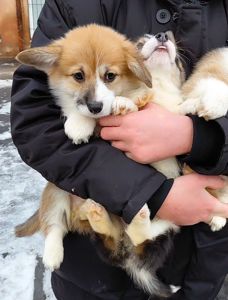 Малыши коргуши