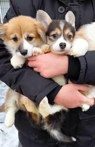 Малыши коргуши