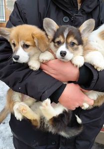 Малыши коргуши