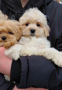 Малыши мальтипушки