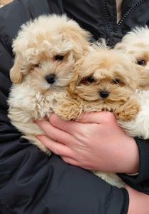 Малыши мальтипушки