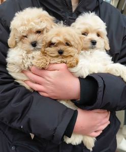 Малыши мальтипушки