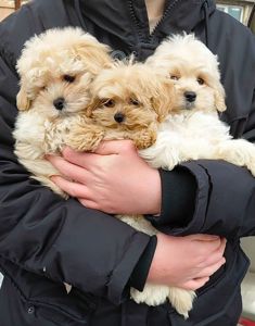 Малыши мальтипушки