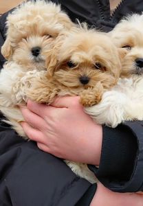 Малыши мальтипушки