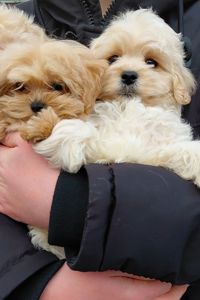 Малыши мальтипушки