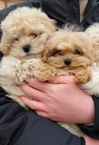 Малыши мальтипушки