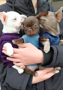 Мальчишки чихуашки