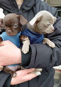 Мальчишки чихуашки