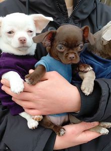 Мальчишки чихуашки