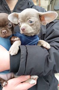 Мальчишки чихуашки