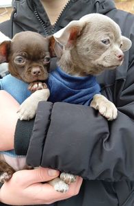 Мальчишки чихуашки