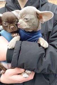 Мальчишки чихуашки