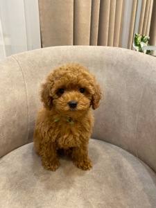 Цуценята той пуделя