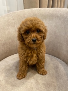 Цуценята той пуделя