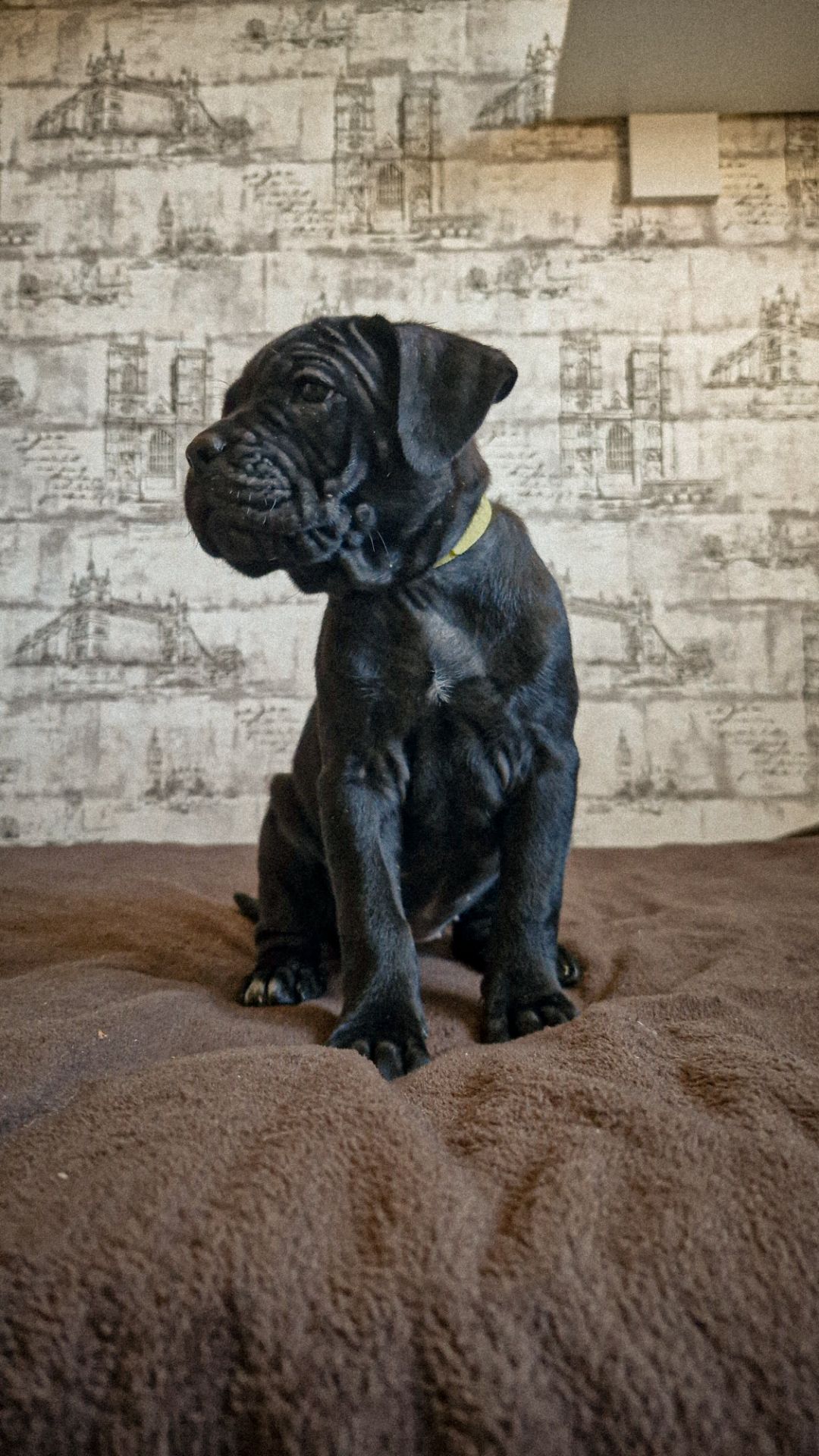 Щенки Кане корсо