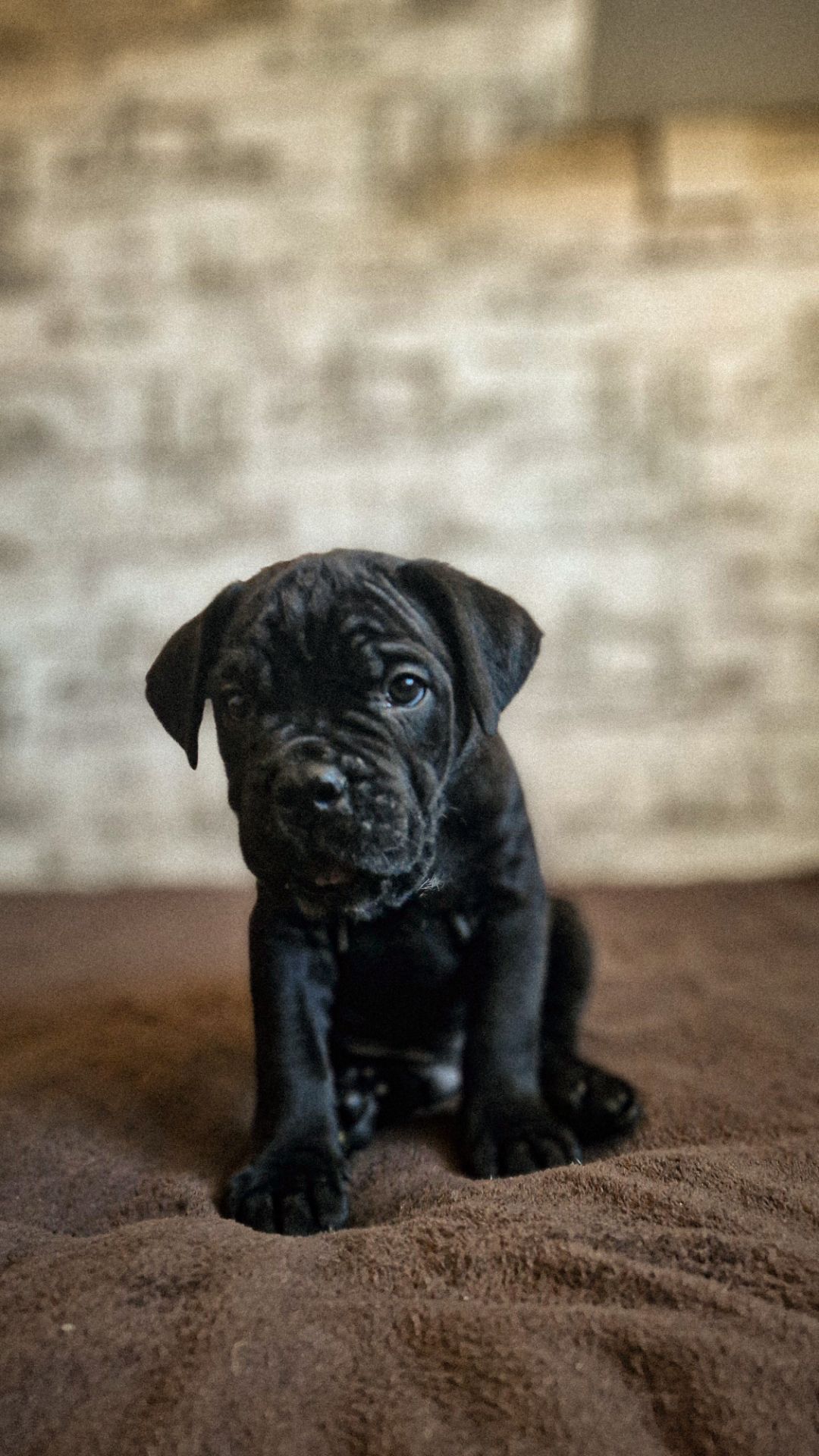 Щенки Кане корсо