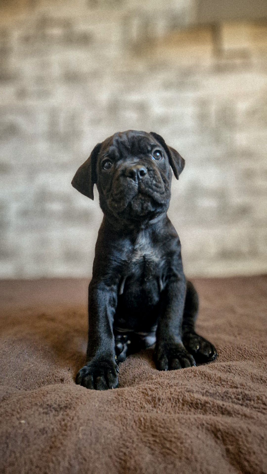 Щенки Кане корсо