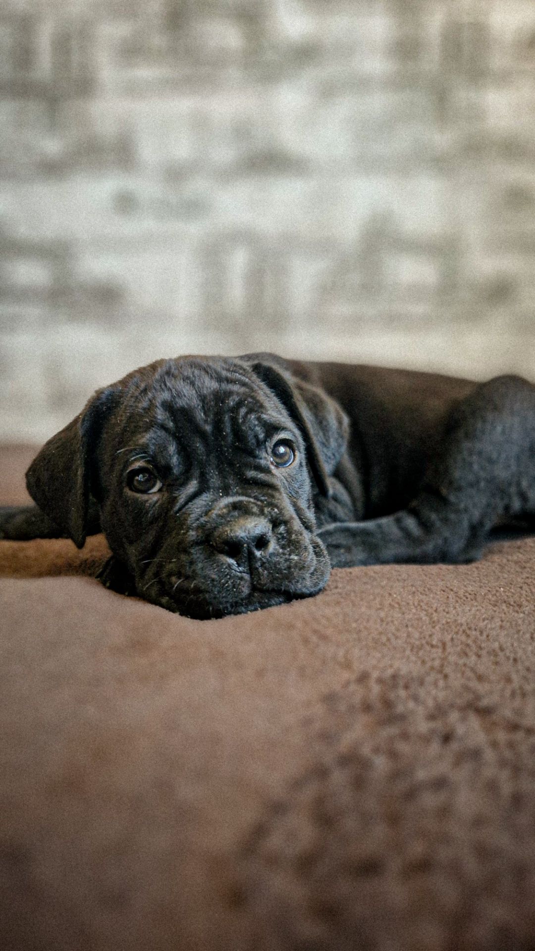 Щенки Кане корсо