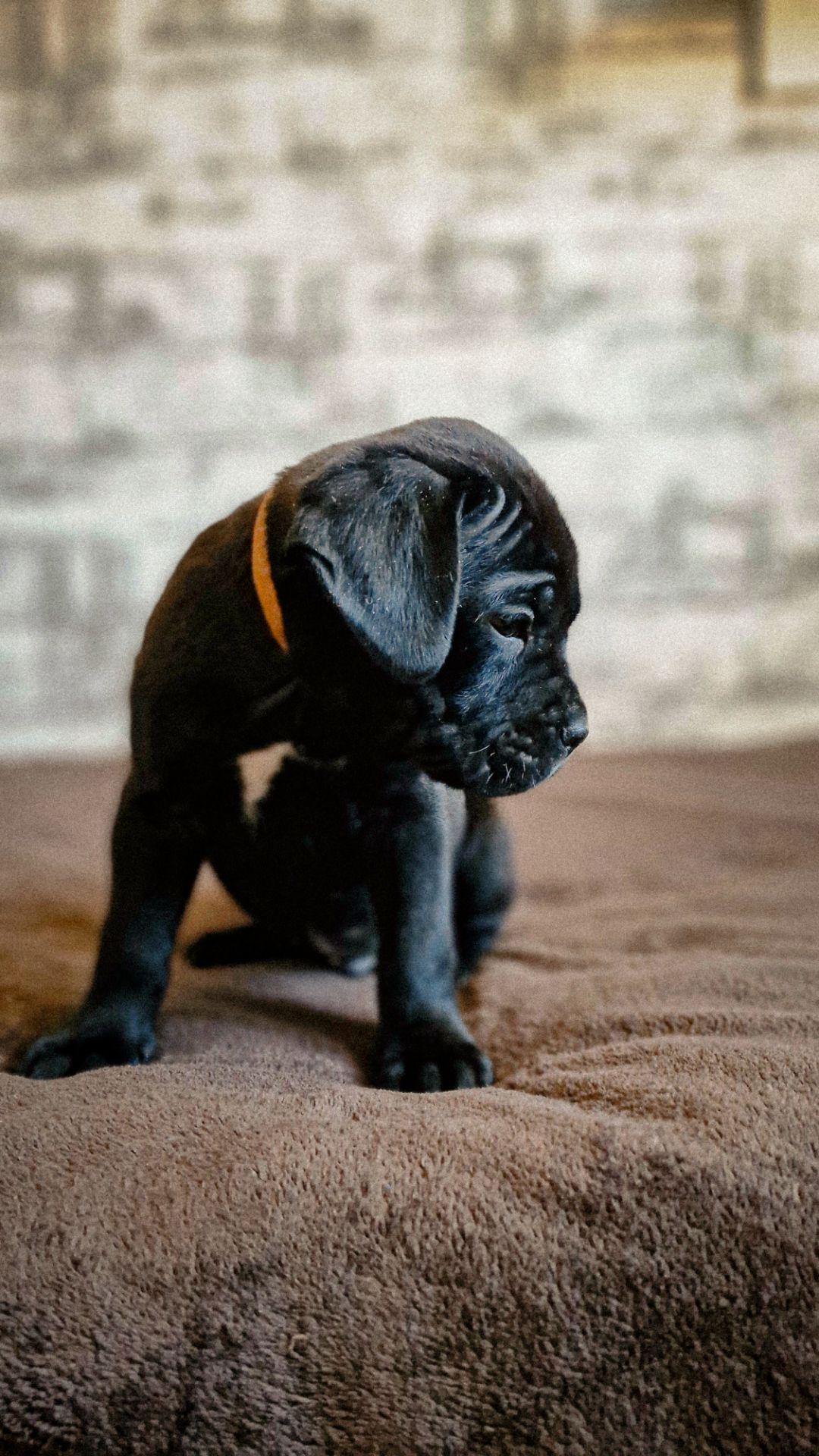 Щенки Кане корсо