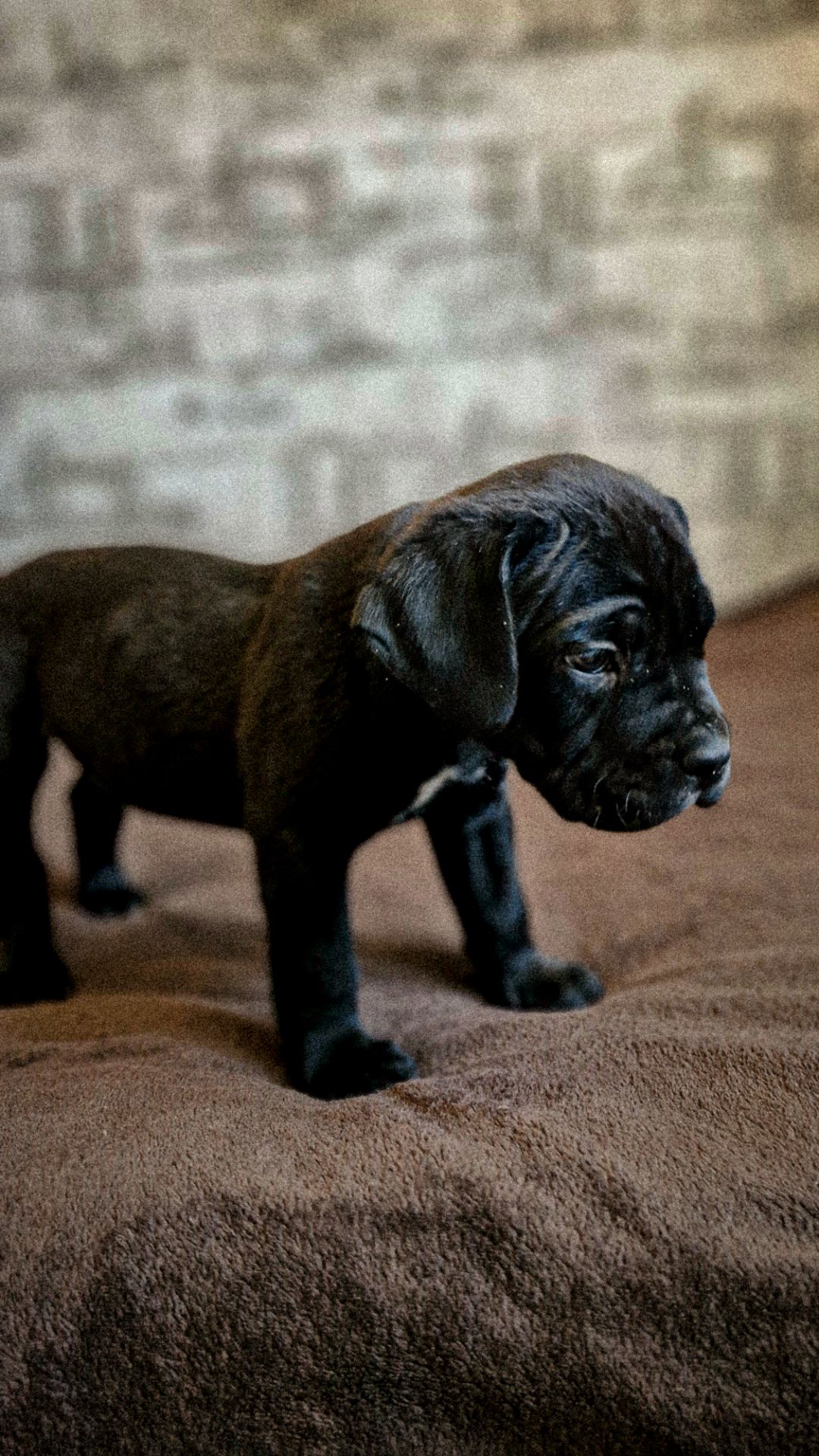 Щенки Кане корсо