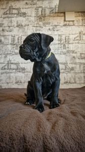 Щенки Кане корсо