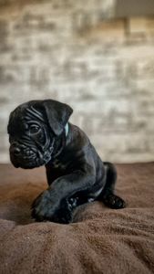 Щенки Кане корсо