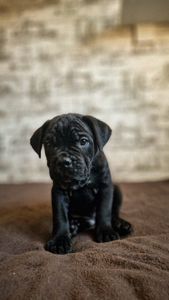 Щенки Кане корсо