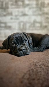 Щенки Кане корсо