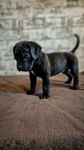 Щенки Кане корсо