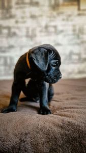 Щенки Кане корсо