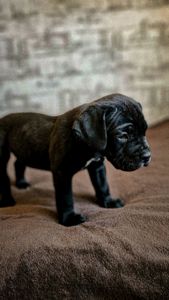 Щенки Кане корсо