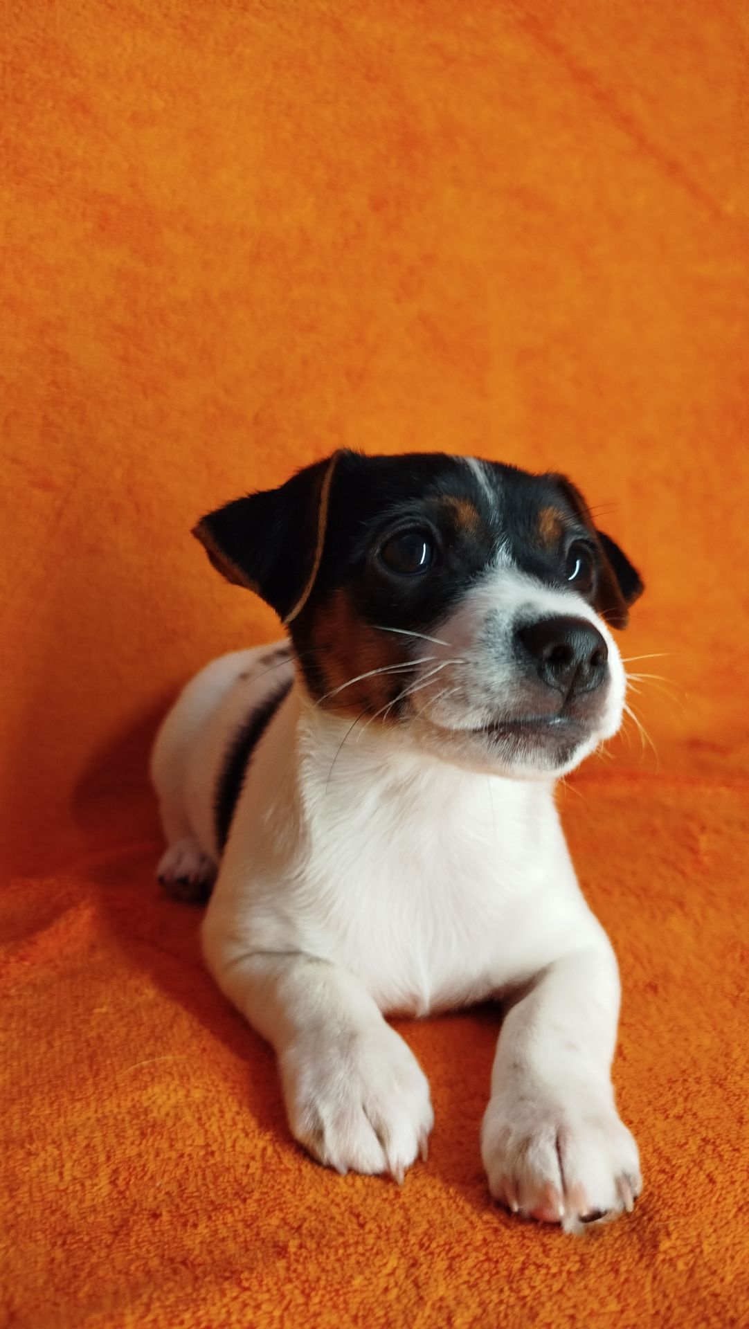 Цуценя Джек Рассел цуценята дівчинка хлопчик