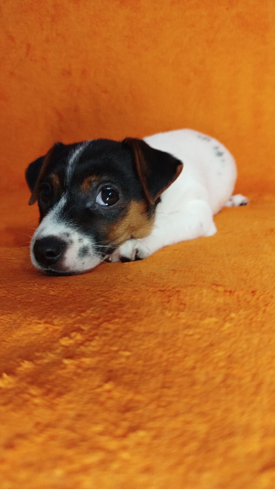 Цуценя Джек Рассел цуценята дівчинка хлопчик