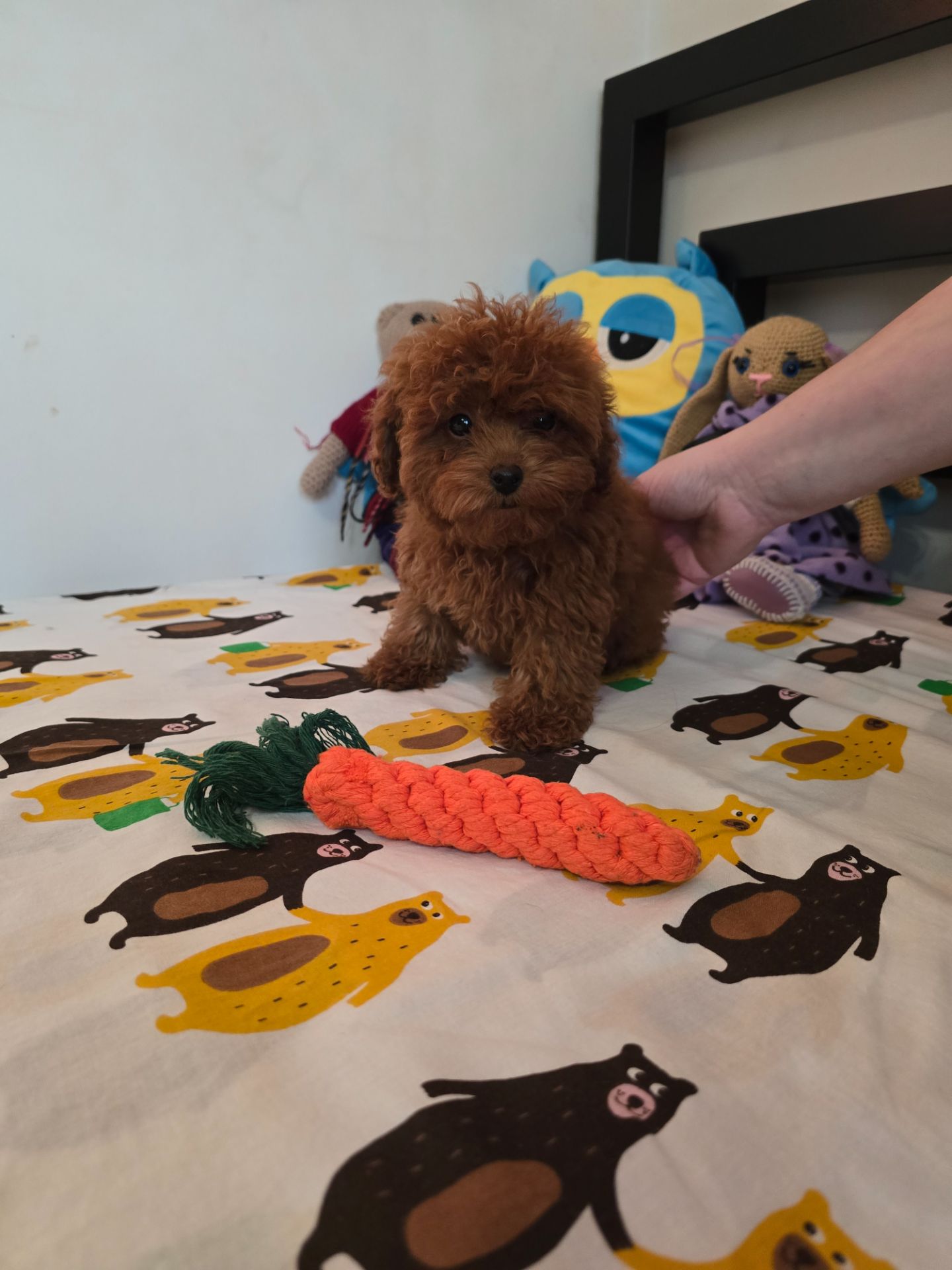 Дівчинка той міні (тікап)