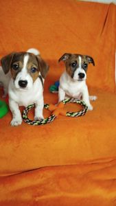 Цуценя Джек Рассел цуценята дівчинка хлопчик