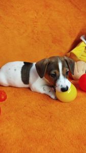 Цуценя Джек Рассел цуценята дівчинка хлопчик