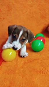 Цуценя Джек Рассел цуценята дівчинка хлопчик