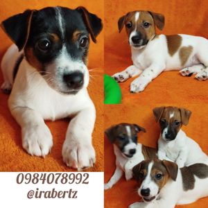 Цуценя Джек Рассел цуценята дівчинка хлопчик