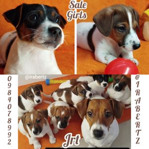 Цуценя Джек Рассел цуценята дівчинка хлопчик