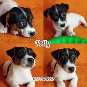 Цуценя Джек Рассел цуценята дівчинка хлопчик