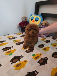 Дівчинка той міні (тікап)