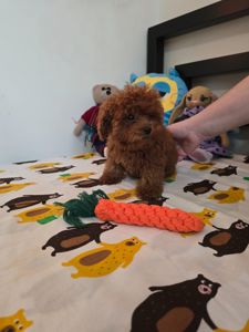 Дівчинка той міні (тікап)