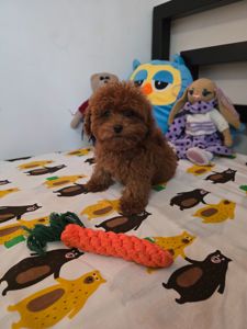 Дівчинка той міні (тікап)